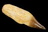 Fossil Rooted Mosasaur (Prognathodon) Tooth - Morocco #163928-1